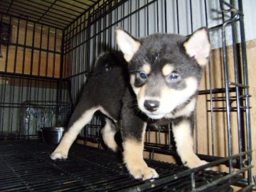 柴犬(標準サイズ)【大阪府・男の子・2014年7月4日・黒】の写真「健康な黒柴の仔犬！」