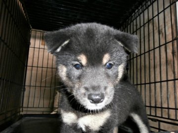 柴犬(標準サイズ)【大阪府・男の子・2021年6月28日・黒】の写真「健康な柴犬の仔犬！」