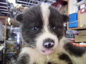秋田犬【大阪府・男の子・2013年7月19日・虎】の写真「優良血統の秋田犬の仔犬です。」