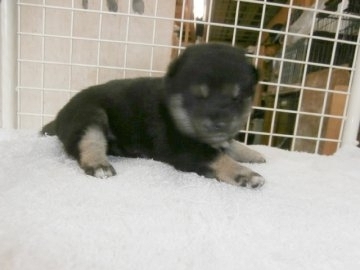 柴犬(標準サイズ)【大阪府・男の子・2016年5月22日・黒】の写真「健康な柴犬の仔犬！予約受け中！」