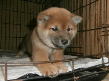 柴犬(標準サイズ)【大阪府・女の子・2020年3月6日・赤】の写真「健康な柴犬の仔犬！」