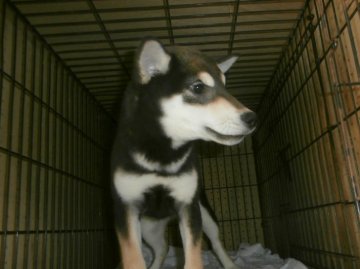 柴犬(標準サイズ)【大阪府・女の子・2019年8月12日・黒】の写真「健康な柴犬の仔犬！」