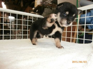 柴犬(標準サイズ)【大阪府・女の子・2015年5月6日・黒】の写真「健康な柴犬の仔犬！予約受付中！」