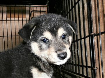 柴犬(標準サイズ)【大阪府・男の子・2021年6月28日・黒】の写真「健康な柴犬の仔犬！」