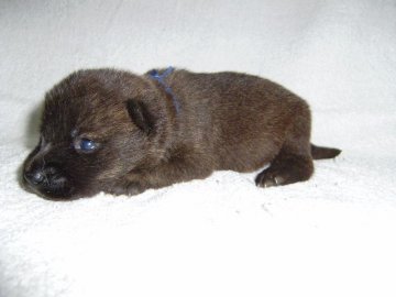甲斐犬【大阪府・男の子・2013年12月24日・中虎毛】の写真「健康な甲斐犬です。」