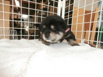柴犬(標準サイズ)【大阪府・女の子・2015年12月13日・黒】の写真「健康な柴犬の仔犬！」