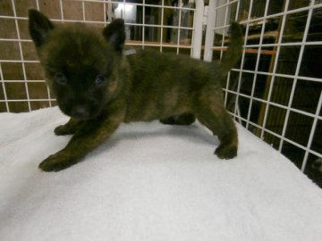 甲斐犬【大阪府・男の子・2015年8月15日・中虎毛】の写真「健康な甲斐犬の仔犬！」