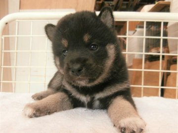 柴犬(標準サイズ)【大阪府・男の子・2021年4月28日・黒】の写真「健康な柴犬の仔犬！」