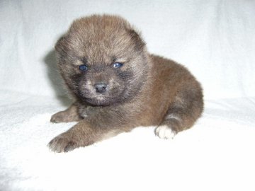 柴犬(標準サイズ)【大阪府・女の子・2014年1月2日・赤】の写真「」