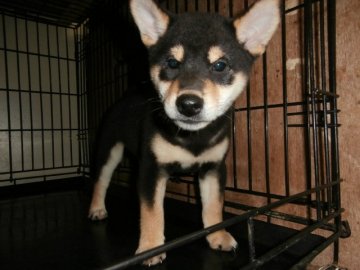 柴犬(標準サイズ)【大阪府・男の子・2015年7月25日・黒】の写真「健康な柴犬の仔犬！」