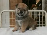 柴犬(標準サイズ)【大阪府・女の子・2019年10月29日・赤】の写真1「２０１９年１１月２６（火）撮影」