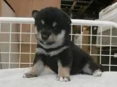 柴犬(標準サイズ)【大阪府・男の子・2020年10月11日・黒】の写真1「２０２０年１１月０７日（土）撮影」