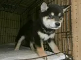 柴犬(標準サイズ)【大阪府・男の子・2020年2月27日・黒】の写真1「２０２０年０４月２８日（火）撮影」
