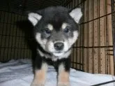 柴犬(標準サイズ)【大阪府・男の子・2020年12月13日・黒】の写真1「２０２１年０２月２３日（火）撮影」