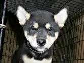 柴犬(標準サイズ)【大阪府・男の子・2021年8月6日・黒】の写真1「２０２１年１０月２２日（金）撮影」
