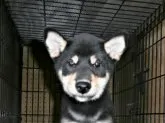柴犬(標準サイズ)【大阪府・女の子・2021年7月13日・黒】の写真1「２０２１年１０月２２日（金）撮影」