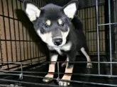 柴犬(標準サイズ)【大阪府・女の子・2021年7月13日・黒】の写真2「２０２１年１０月２２日（金）撮影」