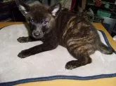 甲斐犬【大阪府・女の子・2013年6月12日・黒虎毛】の写真2「２０１３年０８月１１日（日）撮影」