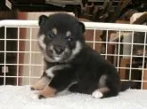柴犬(標準サイズ)【大阪府・女の子・2021年4月30日・黒】の写真2「２０２１年０５月２８日（金）撮影」