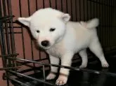 柴犬(標準サイズ)【大阪府・男の子・2021年6月29日・白】の写真2「２０２１年０８月１８日（水）撮影」