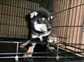 柴犬(標準サイズ)【大阪府・女の子・2021年7月13日・黒】の写真3「２０２１年１０月２２日（金）撮影」