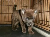 甲斐犬【大阪府・男の子・2020年5月5日・中虎毛】の写真4「２０２０年０６月２７日（土）撮影」