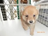 柴犬(標準サイズ)【大阪府・女の子・2015年2月28日・赤】の写真5「２０１５年０４月１３日（月）撮影」