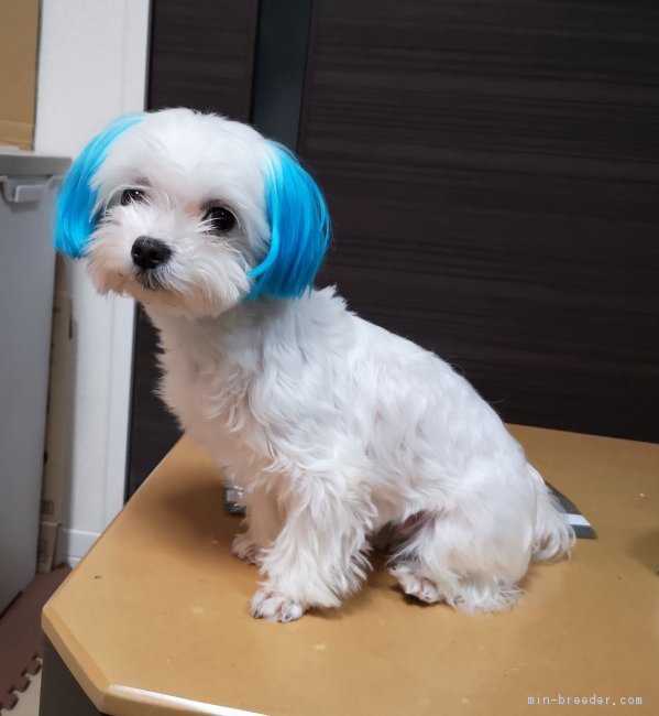鳴海悠介ブリーダーのブログ：子犬が産まれました！！