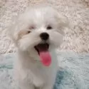 マルチーズ【大阪府・男の子・2025年3月5日・ホワイト】の写真6