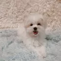 マルチーズ【大阪府・男の子・2025年3月5日・ホワイト】の写真7