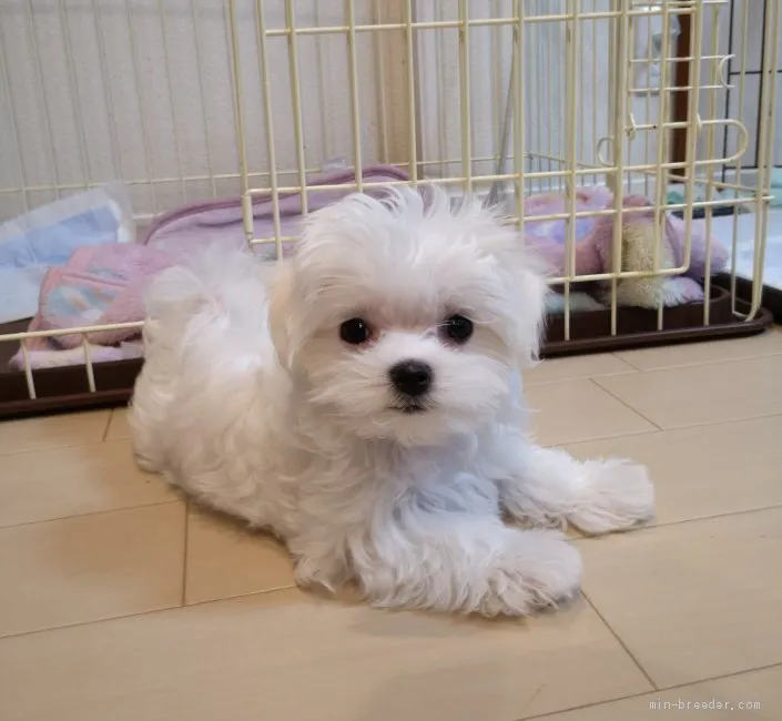ID：1903-01080の子犬