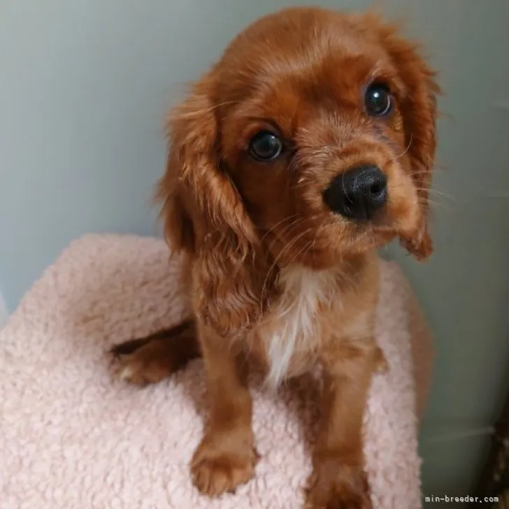 ID：2307-00187の子犬