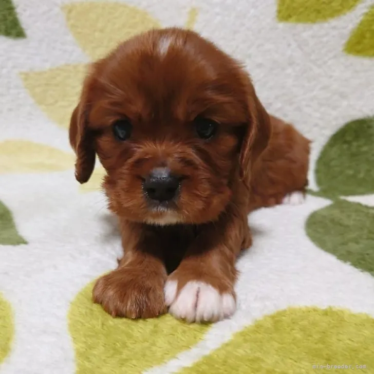 くっく 様のお迎えした子犬