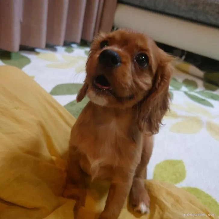 ID：2306-05369の子犬