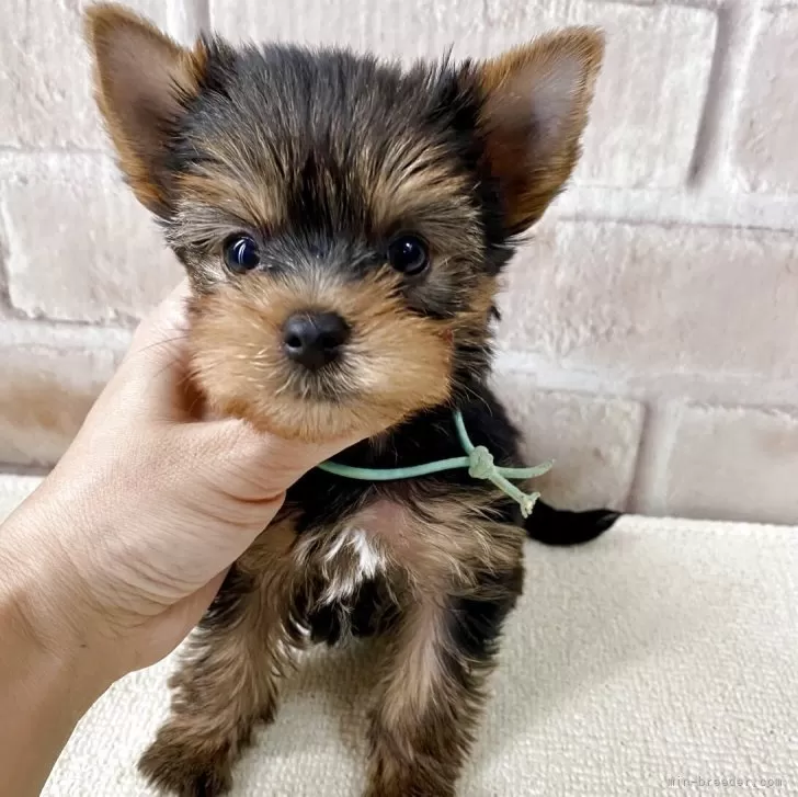 ぺり 様のお迎えした子犬