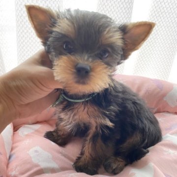 ヨークシャーテリア【埼玉県・男の子・2023年6月23日・スチールブルータン】の写真「タンの綺麗な男の子」