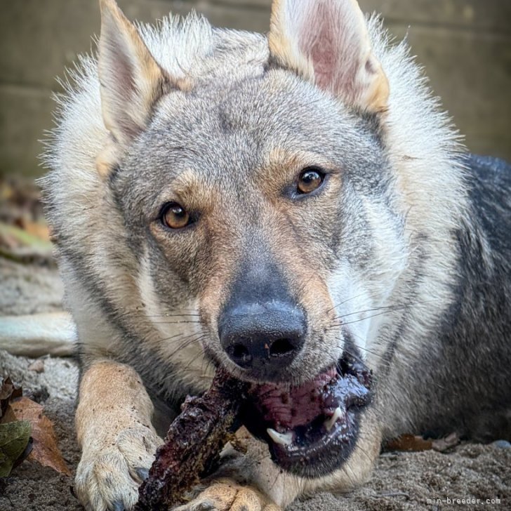 ブリーダー画像