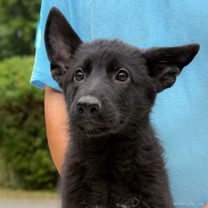 ID：2506-01959の子犬
