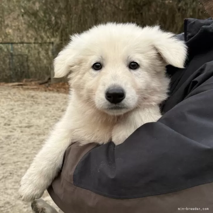 ID：2501-02484の子犬