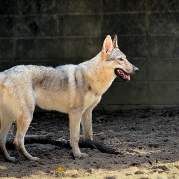 チェコスロバキアン・ウルフドッグ【三重県・女の子・2025年4月28日・ウルフ】の写真「純血種のウルフドッグ✨」