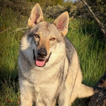 チェコスロバキアン・ウルフドッグ【三重県・男の子・2025年1月18日・ウルフ】の写真「純血種のウルフドッグです！」