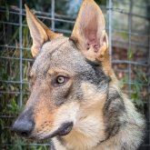 チェコスロバキアン・ウルフドッグ