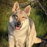 チェコスロバキアン・ウルフドッグ【三重県・男の子・2025年1月18日・ウルフ】の写真1