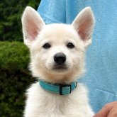 ホワイト・シェパード