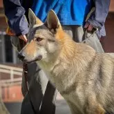 チェコスロバキアン・ウルフドッグ【三重県・男の子・2025年1月18日・ウルフ】の写真4