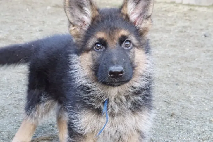 ID：1702-00316の子犬