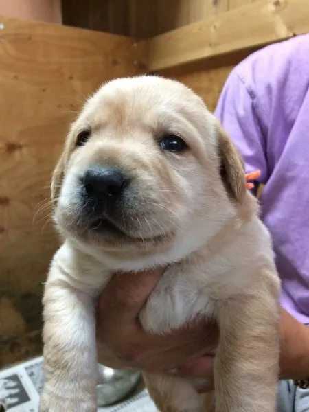 ID:1506-00526の子犬