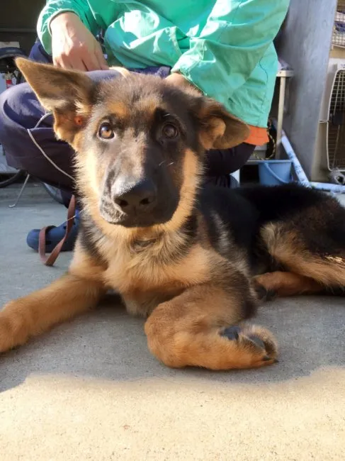 ID：1611-01197の子犬
