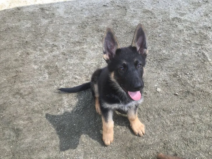 ID:1605-01791の子犬