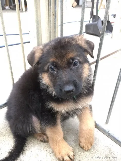 ID：1603-01527の子犬